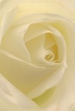 This inviting close-up immerses the viewer in the delicate core of a lush white rose, its petals unfurling in soft, concentric spirals as if revealing a secret. The creamy, pearl-like textures shimmer gently in the filtered light common to Stanmore's leafy borough, each subtle fold catching pale morning shadows. There is a quiet peace in the image, a sense of being enveloped by the gentle beauty one finds on unhurried walks through Stanmore Park or in moments of private reflection. To an experienced florist, it is more than a bloom-it becomes an emblem of heartfelt reverence, ideal for expressing sympathy, admiration, or marking life's pivotal new beginnings for loved ones in the community. The whisper-light nature of every petal and the harmonious composition reflect not only nature's artistry but also the sensitive curation of local floral hands, ready to deliver comfort and celebration to homes throughout Stanmore.